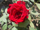 yyy 004