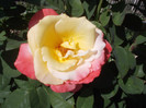 yyy 082