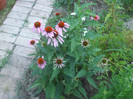 flori 2012 793