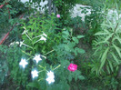 flori 2012 799