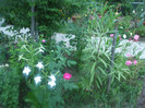 flori 2012 800