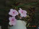 poze 1030