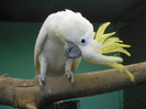 Papagal Kakadu