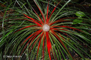 Fascicularia bicolor