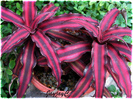 Cryptanthus