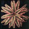 crypthanthus-pink-starlite-