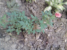 mini rosa