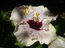 P1140991