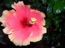 Hibiscus June's Dragon