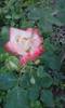 P180612_20.33_[01]