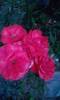 P180612_20.35_[01]