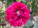 DSCF7771