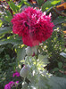 DSCF7772