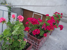 DSCF7774