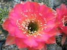 Mystique - floare 2