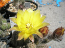 Chamelobivia Pula - floare