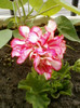 23 iunie 2012-flori 014