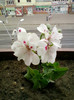 23 iunie 2012-flori 009
