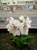 23 iunie 2012-flori 012