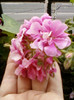23 iunie 2012-flori 021