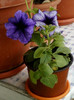 23 iunie 2012-flori 040