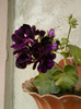 23 iunie 2012-flori 010