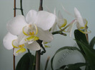 Phalaenopsis alb2
