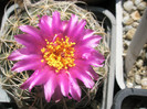 uebemannianus (Tria's) - floare