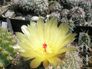 schloserii - floare