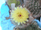 scopa - floare