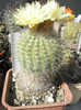 Notocactus - fosta Mamm - planta