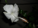 Hibiscus White Swann