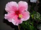Hibiscus Bali