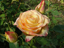P5117380