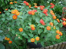 Lantana