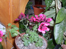 muscata2012