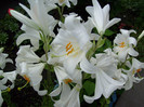 lilium candidum