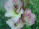 16-23.06.2012 (899)