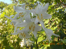 DSCN1451