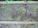 DSCN1461