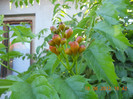 DSCN1484