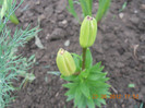 DSCN1509