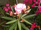 DSCN1506