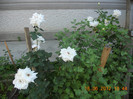 DSCN1488
