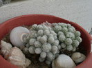cactusi2012 (2)