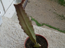 cactusi2012 (7)