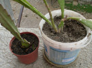 cactusi2012 (8)