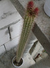 cactusi2012 (12)