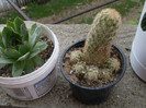 cactusi2012 (13)