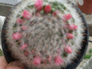 cactusi2012 (15)